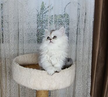мыши: Шотландские котята мальчик и девочка ждут свою семью. Кушают кормк