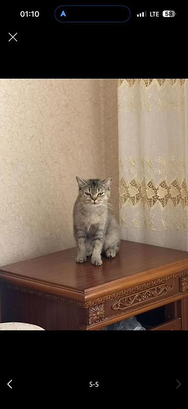 Кошки: Шиншилла, Самка, В добрые руки, Платная доставка — 4