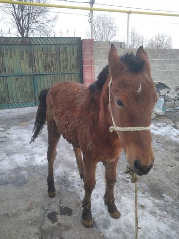 собаки на продажу: Продаю | Жеребец | Полукровка