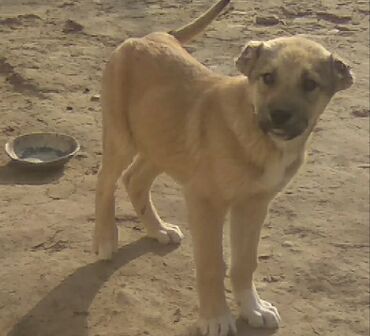 kanqal dişi: Kangal, 1 ay, Erkek