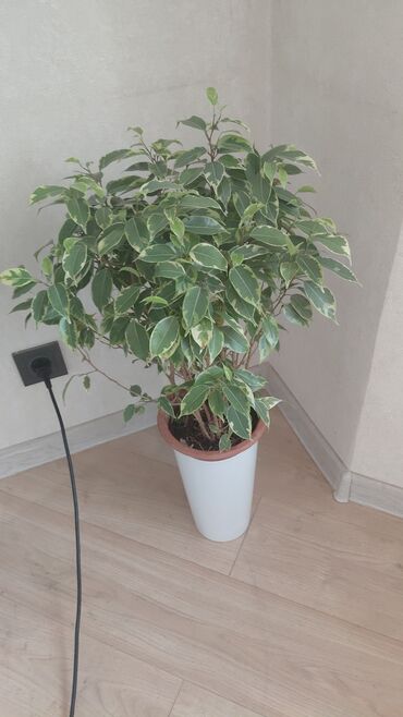 Декоративные цветы: Комнатные цветы — 4