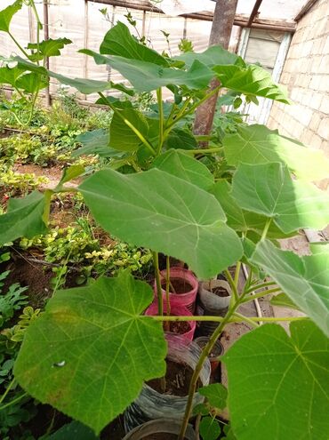 Ağaclar: Pavloniya (Adəm agaclar)satılır .her ölçüdə ağaclar var 5 manatdan 25 -da lalafo.az — 15 Ağaclar: Pavloniya (Adəm agaclar)satılır .her ölçüdə ağaclar var 5 manatdan 25 — 15