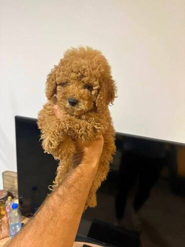 Psi: Crvene i aprikot patuljaste pudle Crvene i aprikot mini/patuljaste — 9