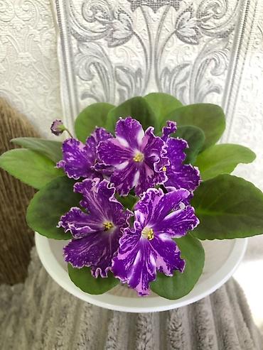 Фиалки и глоксинии: Продам! 1 Детки стандартных сортовых фиалочек. Цена за детку от 80 — 5