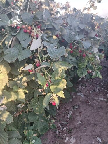 орхидеи в горшке купить с доставкой: Малина Оптом, Самовывоз
