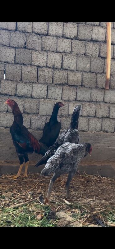 Cücələr: Toyuq cücələri, Damazlıq — 5