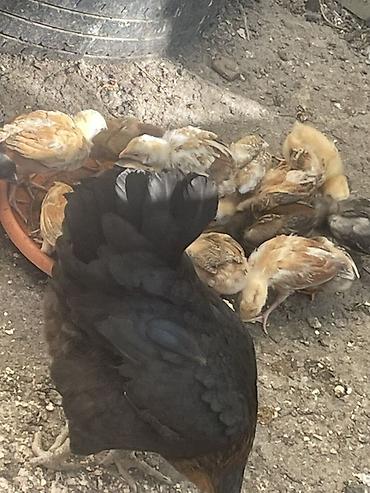 cücə satışı: Сhicks, Для разведения — 3