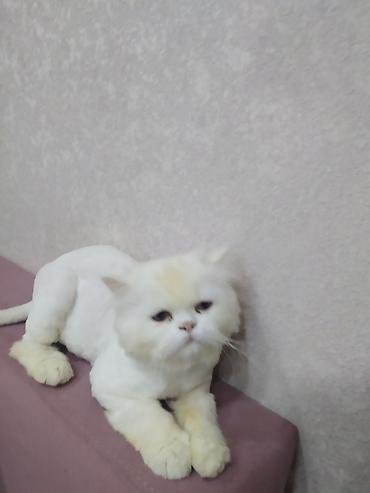 Fars, Erkək, Cütləşmə üçün lalafo.az -da Fars, Erkək, Cütləşmə üçün