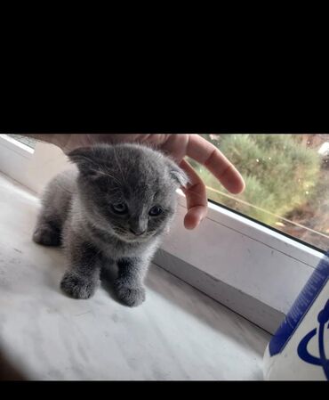 Pişiklər: Şotland yastı qulaq — 27