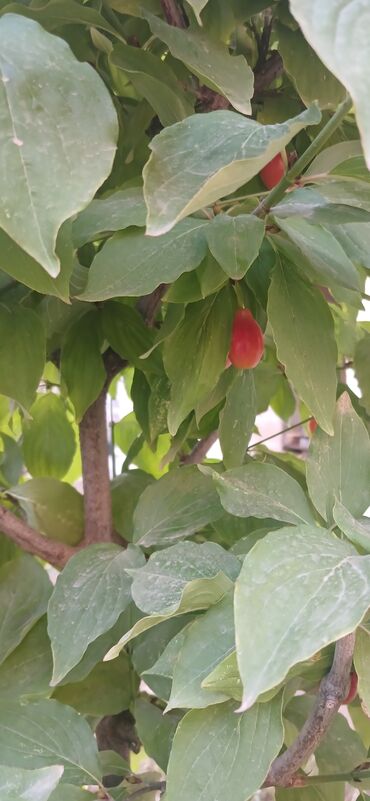 Bağ evlərinin satışı: Gəncə, 610 kv. m, 6 otaqlı, Hovuzsuz, Kanalizasiya -da lalafo.az — 8 Bağ evlərinin satışı: Gəncə, 610 kv. m, 6 otaqlı, Hovuzsuz, Kanalizasiya — 8