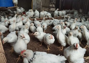Cücələr: Toyuq cücələri, Damazlıq, Pulsuz çatdırılma, Ödənişli çatdırılma, Rayonlara çatdırılma