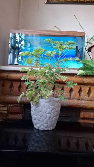 qanqal toxumunun faydaları: Geranium və ya ətirli ətirşah (Pelargonium graveolens) adlanır