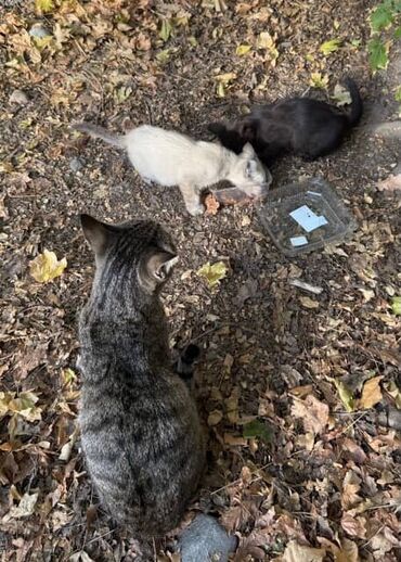 Отдам даром кошку: Кошка даром: Беспородная, Девочка — 7