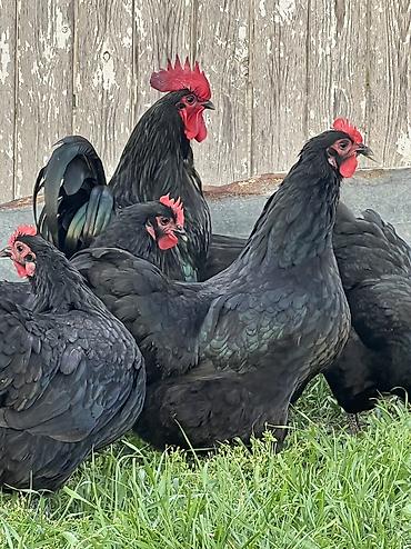 Toyuqlar: Toyuq, Australorp, Damazlıq — 18