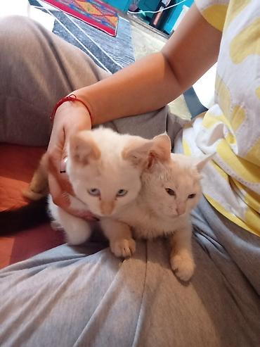 Котята кремового окраса - Описание: игривые домашние котята с мягкой
