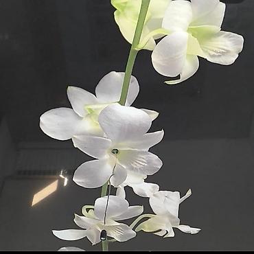 Натяжной потолок: Натяжной потолок Глянцевое, Матовое, 3D потолки — 23