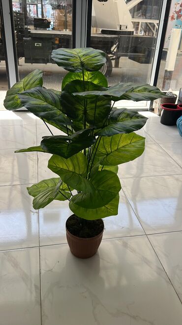 Süni güllər: 🌸 İstədiyiniz dibçəyi, istədiyiniz ölçüdə yığırıq! 🏡 Evlər, ofislər -da lalafo.az — 25 Süni güllər: 🌸 İstədiyiniz dibçəyi, istədiyiniz ölçüdə yığırıq! 🏡 Evlər, ofislər — 25