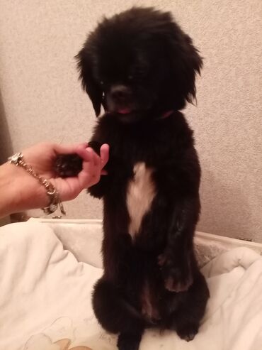 sirin it sekilleri: Pekines, 1 ay, Dişi, Peyvəndli, Ünvandan götürmə