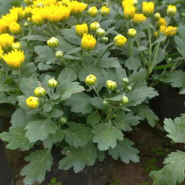 Otaq bitkiləri: Xrizantema payızgüllərinin topdan və pərakəndə satışı. Qiymətlər — 9