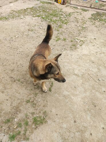 İtlər: Zvonok, 1 il, Erkek — 6