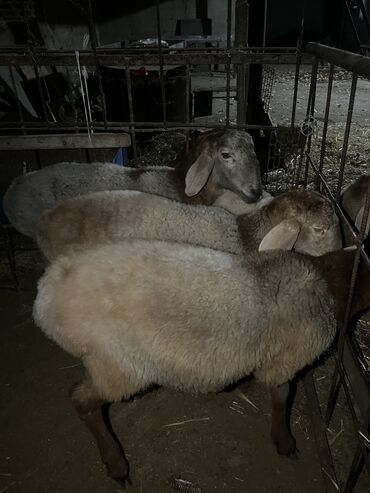 продажа щенков немецкой овчарки с документами в бишкеке: Продаю | Баран (самец) | Арашан | Для разведения | Осеменитель