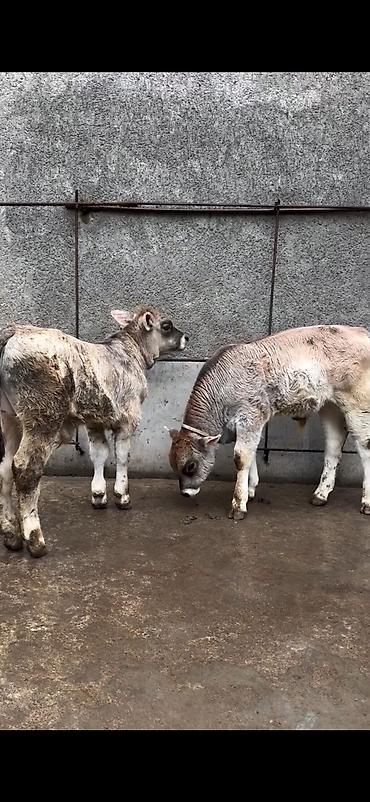 Dana, buzov: Məhsul: Dana balaları (2 baş) Xüsusiyyətlər: - Cins tipi: yerli -da lalafo.az — 2 Dana, buzov: Məhsul: Dana balaları (2 baş) Xüsusiyyətlər: - Cins tipi: yerli — 2