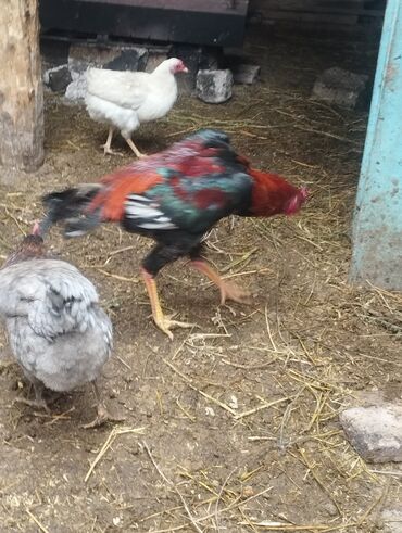 Xoruzlar: Aseel tipli uzunayaqlı cücərti/ceylək xoruz - Uzun və güclü sarı — 31