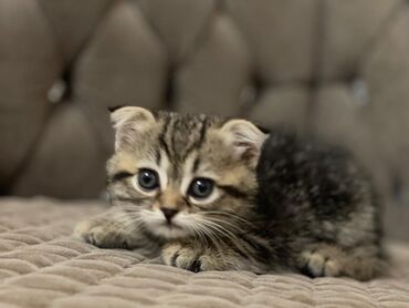 ağ pişik adları: Шотладская вислоухая, Самец, В добрые руки, Платная доставка