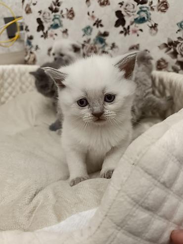 Pişiklər: Şotland, Ödənişli çatdırılma — 16