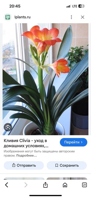 цветочный топиарий: Цветок домашний Кливия, с двумя большими отростками-детками, с