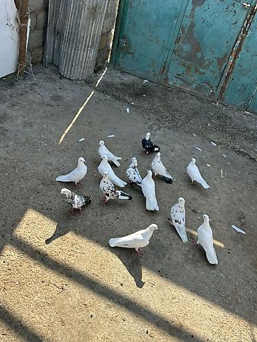 pavlin goyercin: Salam hamsi saglam heyvanlardi coxu tutulmadi — 5