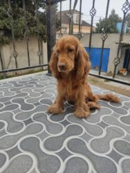 İtlər: Koker spaniyel, 1 il, Erkek, Peyvəndli -da lalafo.az — 11 İtlər: Koker spaniyel, 1 il, Erkek, Peyvəndli — 11