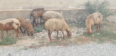 qurbanliq qoyun qiymetleri: Dişi, il: 3, Damazlıq, Ödənişli çatdırılma