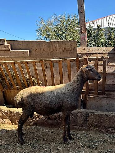 balaca pisik satisi: Salam saqlam Erkey toğlular ve quzulardi super kokluydedi erkeydi — 5