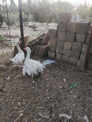 kangal iti satilir: Qiymet birine ayitdi — 9