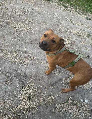 Другие услуги: 🐾 Лапки под присмотром — забота, как для своих.🐾 Я няня для ваших — 21