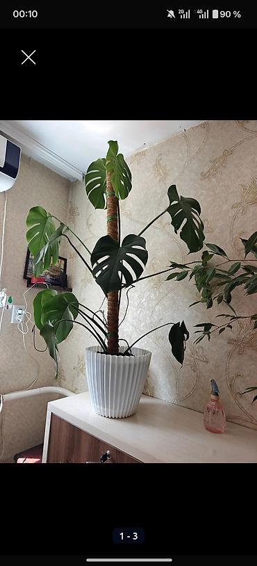 яблоко в карамели: Монстера делициоза (Monstera deliciosa) в крупном кашпо - Высокое — 1