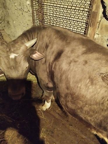 Коровы, быки: Продаю | Бык (самец) | На откорм | Привязанные — 11