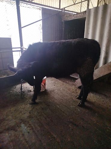 Коровы, быки: Продаю | Тёлка | Швицкая | На откорм | Отела не было — 9