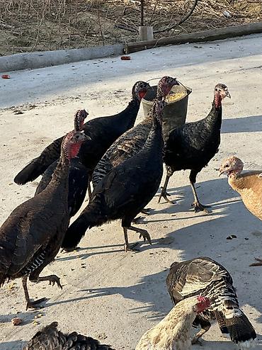 Птицы: 9 самок и 5 петухов 
Молодые крупные — 11