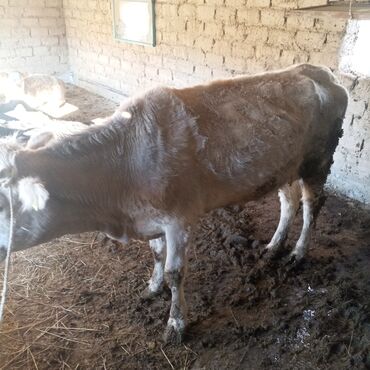 Коровы, быки: Продаю | Корова (самка) | Для молока | Привязанные — 1