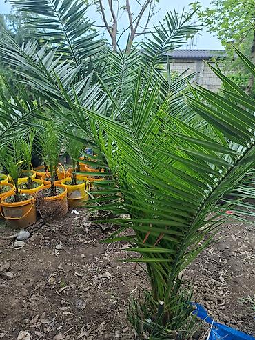 Ağaclar: Ağac, gullerin satişi Finik 7m., 200m., 400m., 500m. Цена договорная — 3