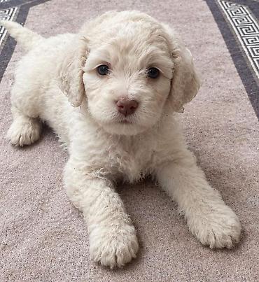 mini maltese: Ünvandan götürmə, Pulsuz çatdırılma, Ödənişli çatdırılma — 2