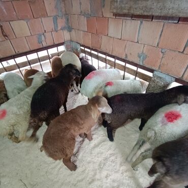 Qoyunlar, qoçlar: Salam aleyküm 215 mantdan 240 manata kimi deyişlir saxlamlqa yararlı — 4