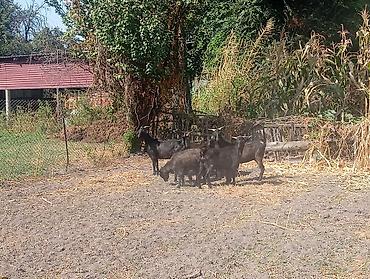 машинки для стрижки животных: Продаю | Коза (самка), Козёл (самец), Козлёнок | Полукровка, Зааненская | На забой, Для разведения, Для молока | Племенные, Осеменитель — 7