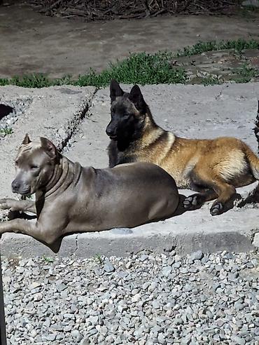 Продажа собак: Щенки метисы (короткошёрстные, тигровый и чёрный окрасы) смесь питбуль — 12