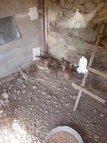 тап аз птицы: Qırqovul 3 aylıq 11 dənə 3 xoruz 8 fərə 170 manata ünvan Gəncə — 1