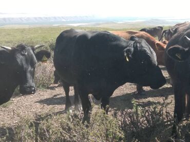 меранос кочкор: Сатам | Уй (ургаачы), Бука (эркек), Кунаажын | Абердин-ангус | Союуга, Көбөйтүү үчүн | Асыл тукумдуу, Бооз