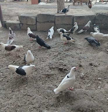 goyercin satişi baki: Quşlar satılır cemi 16denedir minum qiymət 200 azn dir ciddi musteri — 1