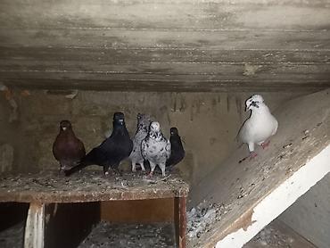 dekarativ quslar: Öz saxladığım heyvanlardı içində tutulmalarda var ayağı nömrəlidə var — 1